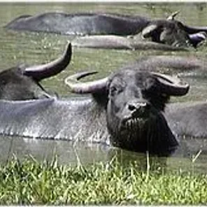 Water Buffalo
