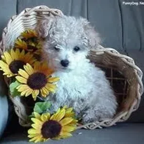 Daisy Dog (Designer Dog)