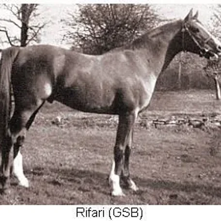 RIFARI