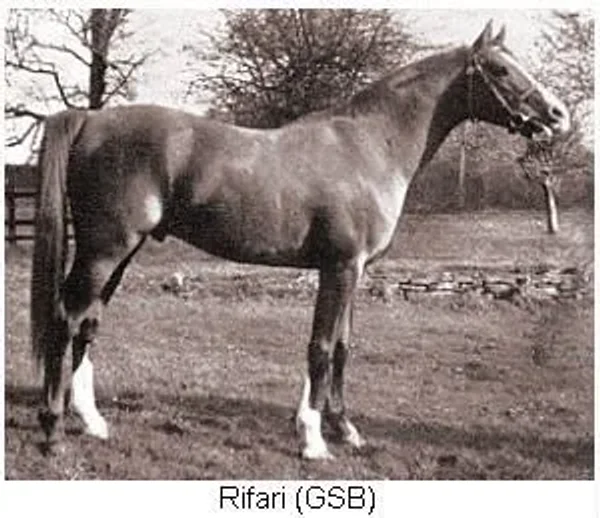 RIFARI
