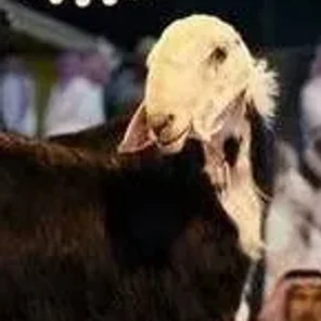 Najdi