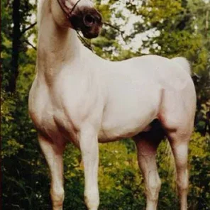 IBN ESTASHA