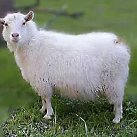 The Pygora goat is a breed of fiber goat that originated from Crossing the registered NPGA Pygmy goat and the white AAGBA Angora goat. Pygora goats produce three distinct kinds of fleece. Pygoras are fiber goats along with the Angora goat, Cashmere goat.