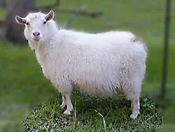The Pygora goat is a breed of fiber goat that originated from Crossing the registered NPGA Pygmy goat and the white AAGBA Angora goat. Pygora goats produce three distinct kinds of fleece. Pygoras are fiber goats along with the Angora goat, Cashmere goat.