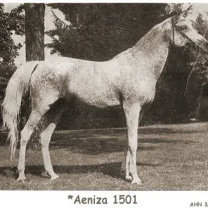 Aeniza