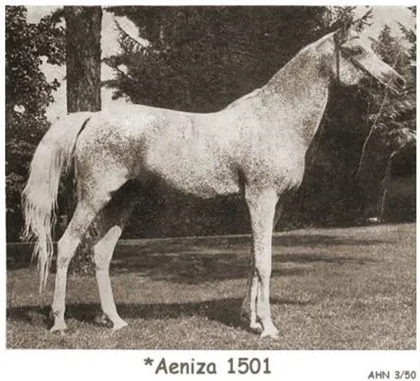 Aeniza