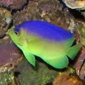 Angelfish Dwarf