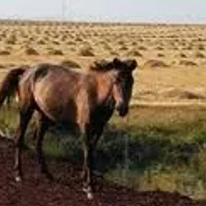 Anadolu