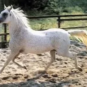 OM EL ARAB