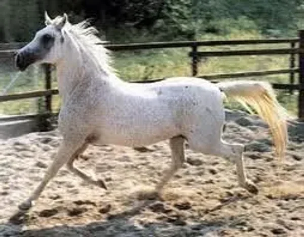 OM EL ARAB