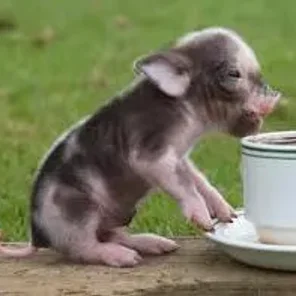 Miniature Pig