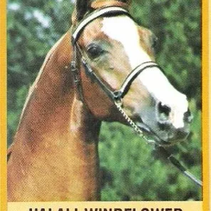 HALALI WINDFLOWER