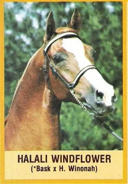 HALALI WINDFLOWER