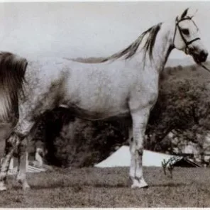 INDIAN GENII