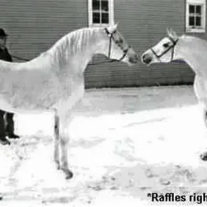 RAFFLES