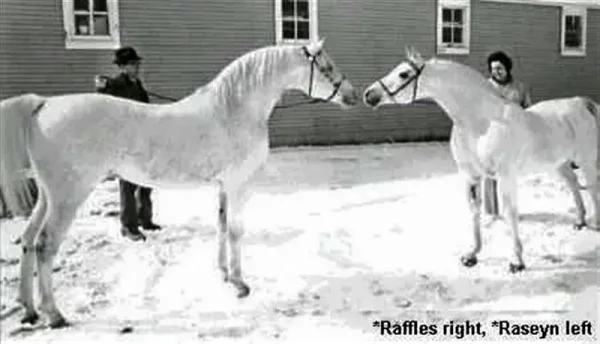 RAFFLES
