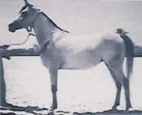 ZEBEDA