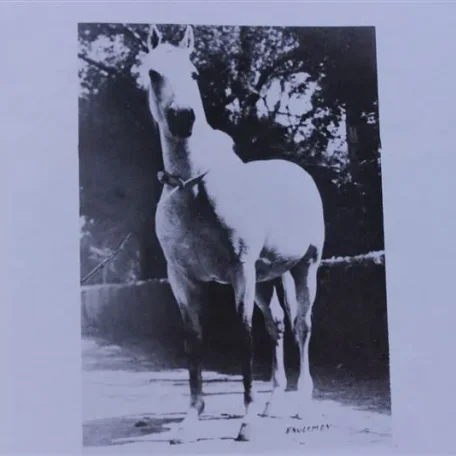 Ferseyn (Raseyn x Ferda) grey stallion, foaled May 21, 1937
bred by W.K. Kellogg Institute