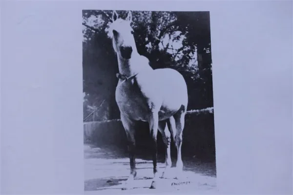 Ferseyn (Raseyn x Ferda) grey stallion, foaled May 21, 1937
bred by W.K. Kellogg Institute