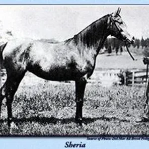 Sheria