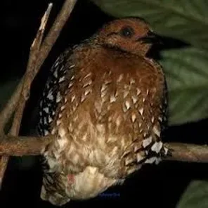 Chestnut-headed Partridge