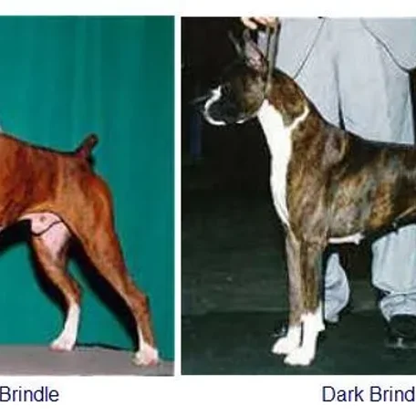 Colors and Markings on the Boxer Breed