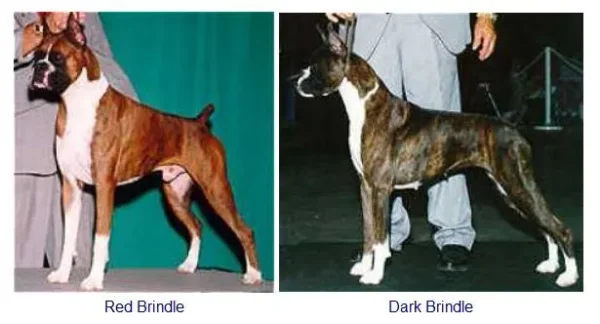 Colors and Markings on the Boxer Breed