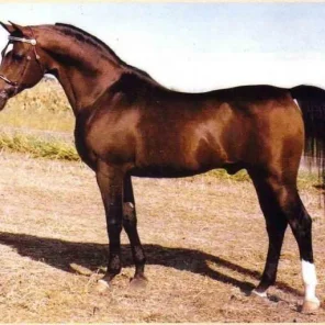 AL-MARAH CANADIUS++/