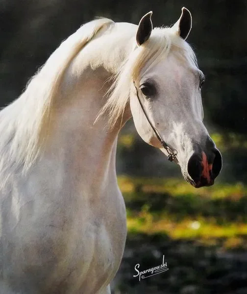 ANSATA QASIM