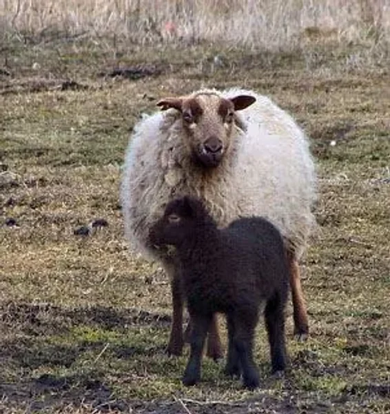 Ewe's Have It Tiny Tina