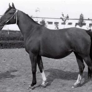 NEMEZIDA