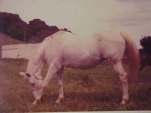 Tangyya