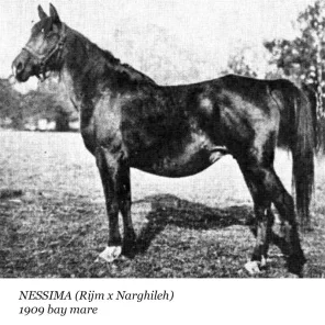 Nessima