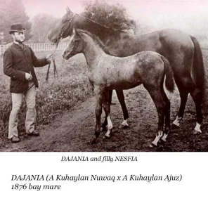 Dajania