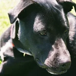 Bauer