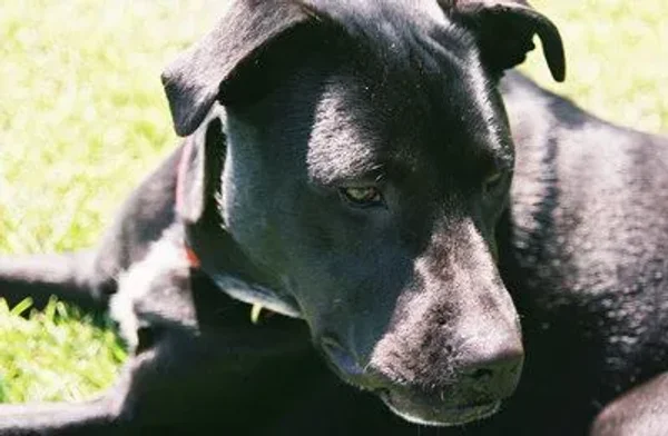 Bauer