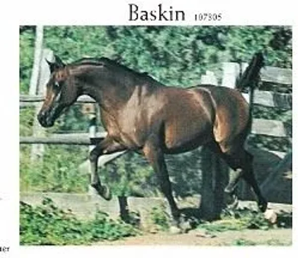 Baskin
