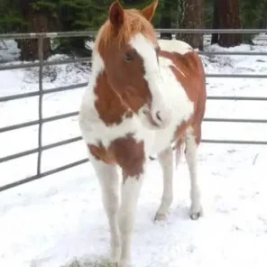 Animals in Winter We Domesticate