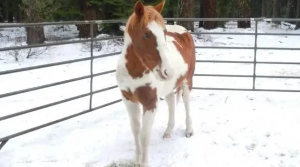 Member pets in Winter