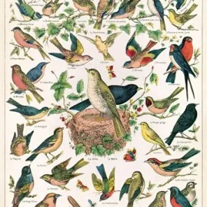 Easy Pet Bird and Parrot Characteristics