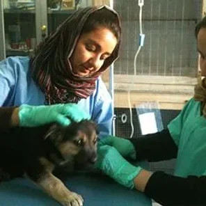 Nowzad Dogs Animal Rescue