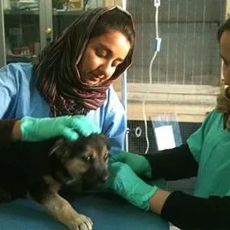Nowzad Animal Rescue