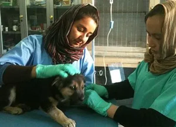 Nowzad Animal Rescue