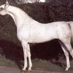 Crusader