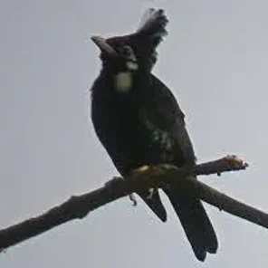 Long-crested Myna