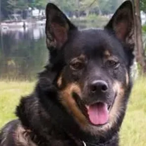 Gerberian Shepsky (Designer Dog)