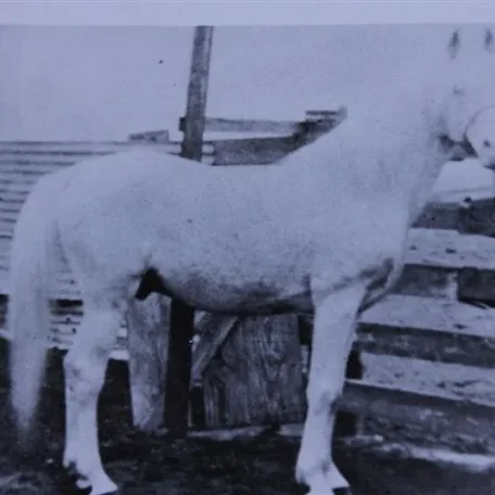 Moneyn (Raseyn x Monica) grey stallion, foaled May 7, 1934bred by W.K. Kellogg Institute