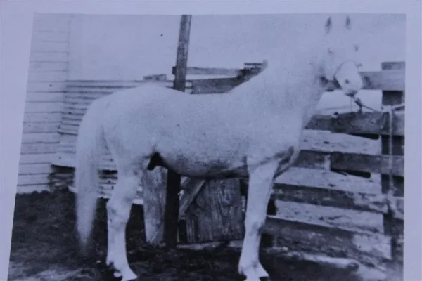 Moneyn (Raseyn x Monica) grey stallion, foaled May 7, 1934bred by W.K. Kellogg Institute