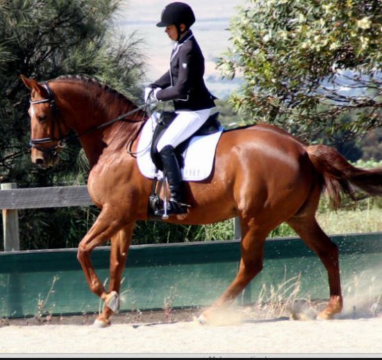 Six Easy Steps To Beef Up Your Horse’s Topline