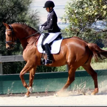 Six Easy Steps To Beef Up Your Horse’s Topline